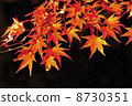 燃燒的秋葉 8730351