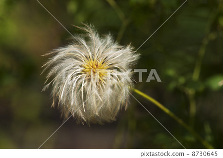 Clematis Corey's fruit ball Clematis Corey's fruit ball 8730645