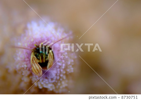 生活在一個粉紅色洞的Kanzashi寄居蟹 生活在一個粉紅色洞的Kanzashi寄居蟹 8730751