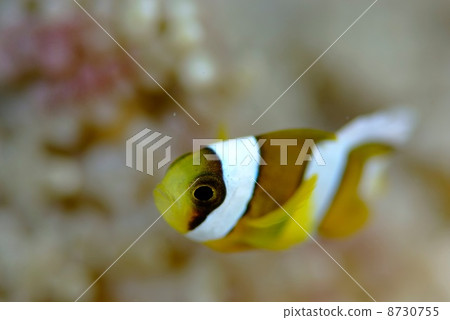 生活在Juzudama海葵的海葵魚幼蟲 生活在Juzudama海葵的海葵魚幼蟲 8730755