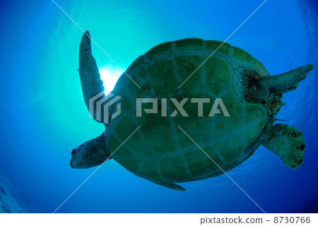 Sea turtle 8730766