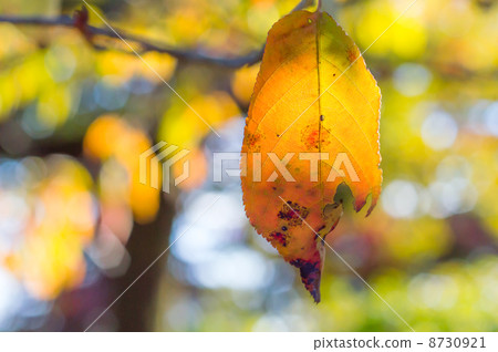 Cherry Blossoms in Autumn 8730921