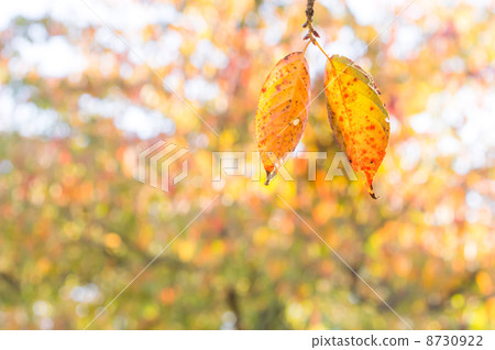Cherry Blossoms in Autumn 8730922