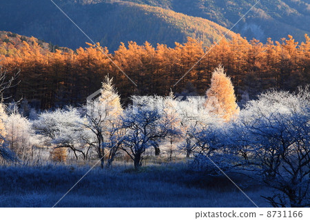 Odashihara in autumn fro 8731166