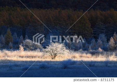 Odashihara在秋天來了 8731175