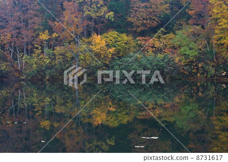 Fall of the Dogo Highland 8731617