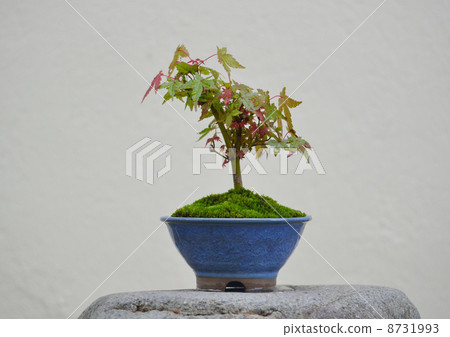 盆景 8731993