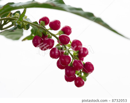 Red fruit of beaded coral 8732053