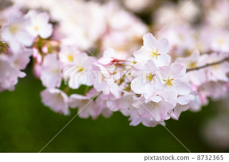 櫻花（美國） 8732365