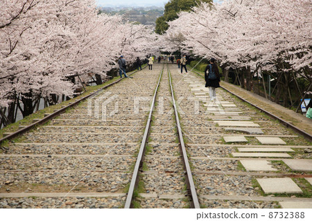 Cherry blossoms at Kyoto ink line 8732388