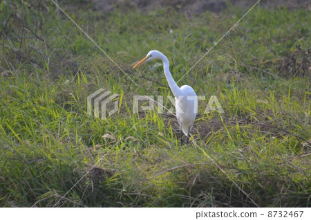 Daisygee 1 Daisygee 1 8732467