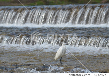 Weir and Shrine 8732474