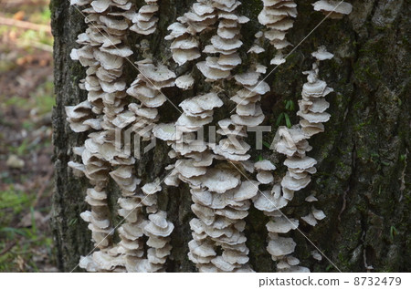 mushroom  8732479