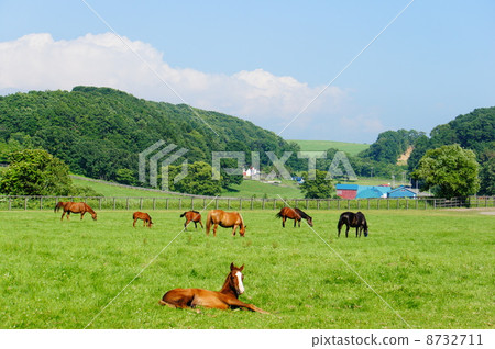 北海道的馬 8732711