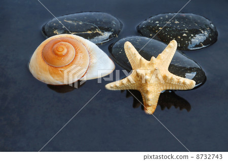 Seashells in black water Seashells in black water 8732743