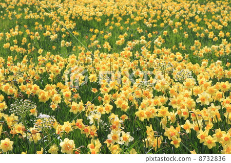 Miyagi Zao Eboshi Sai festival 8732836