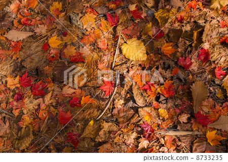 Autumn leaves of Takase Valley Autumn leaves of Takase Valley 8733235