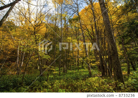 Autumn leaves of Takase Valley Autumn leaves of Takase Valley 8733236