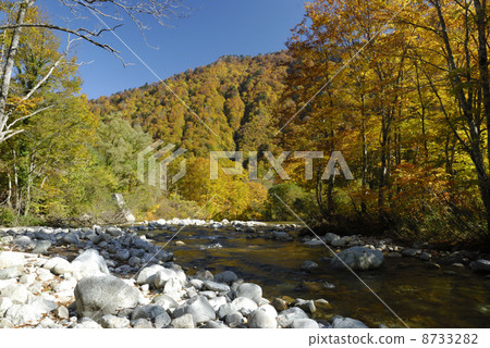 Autumn leaves of Umehana peel in Wenpei in Oguni Town, Yamagata prefecture 8733282