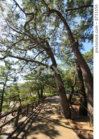 京濱長廊和松樹 8733350