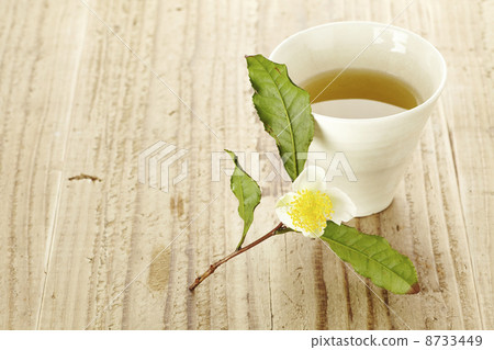 茶花 茶花 8733449