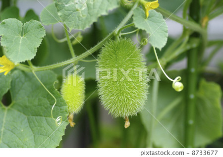 Kukmis Deepsakheus 8733677