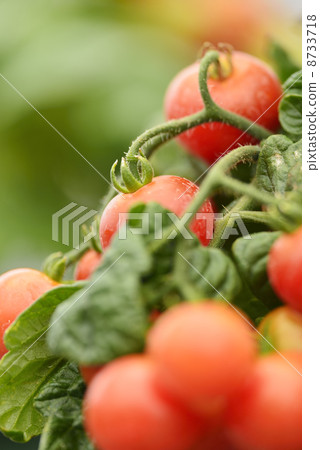 Petit tomatoes  8733718
