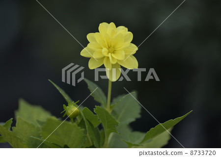 大麗花 8733720