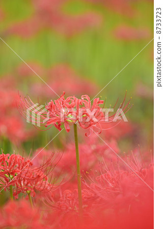 群集孤挺花 8733723