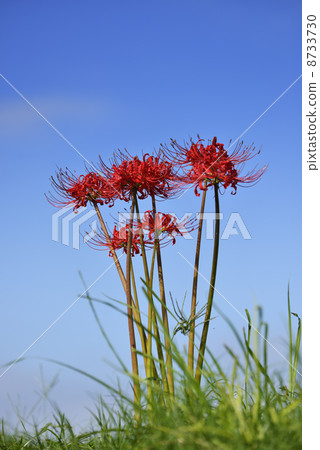 群集孤挺花 8733730