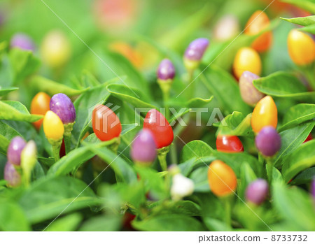 Five color pepper 8733732
