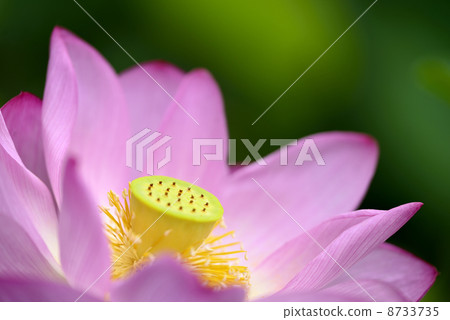 Ancient lotus Ancient lotus 8733735