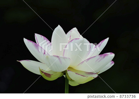 Lotus (One Triumphal) 8733736