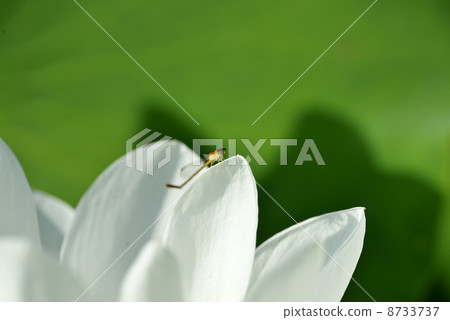 Dragonfly and white lotus lotus Dragonfly and white lotus lotus 8733737