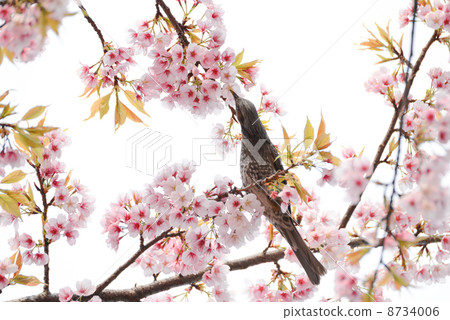 Cherry Blossoms and Hickory 8734006