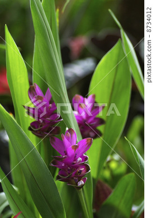 Curcula "Angel pink" 8734012