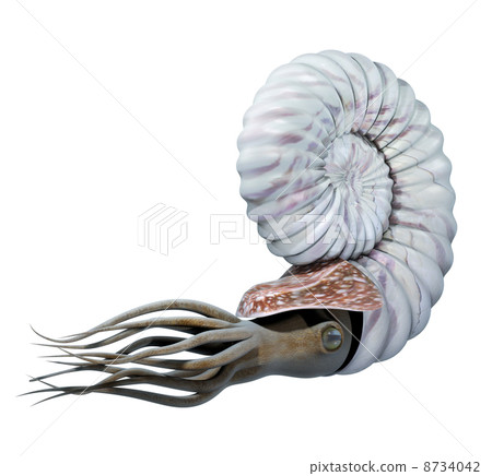 Ammonite 8734042