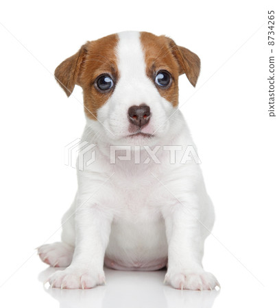 Jack Russell puppy. Portrait Jack Russell puppy. Portrait 8734265