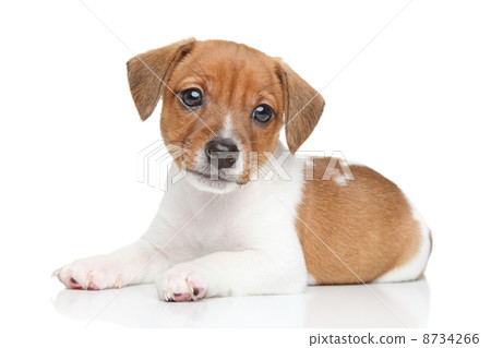 Jack Russell puppy Jack Russell puppy 8734266