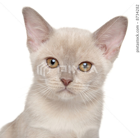 Cute little kitten Cute little kitten 8734282