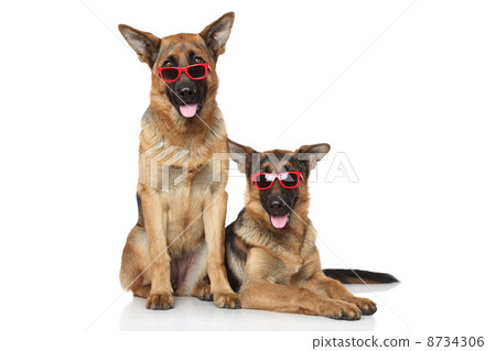 Funny German Shepherd dogs in sunglasses Funny German Shepherd dogs in sunglasses 8734306