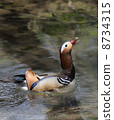 鴛鴦 8734315