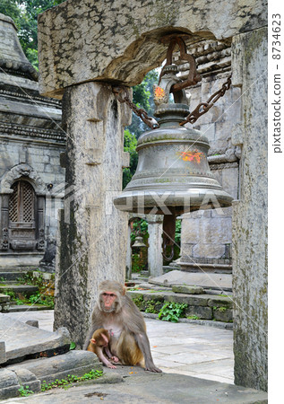 Monkey in temple 8734623