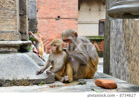 Group of monkeys 8734627