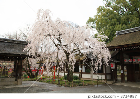 春天平原神社 8734987