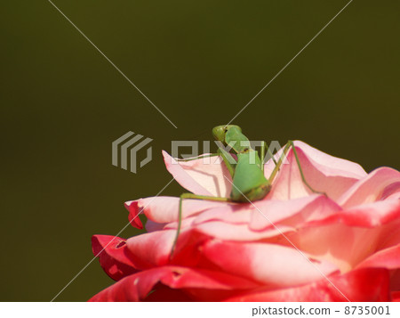 麝香螳螂檀頂粉紅色花向後 8735001