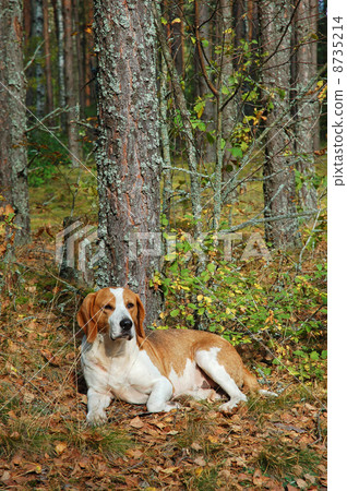 Resting dog 8735214