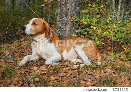 Resting dog 8735215