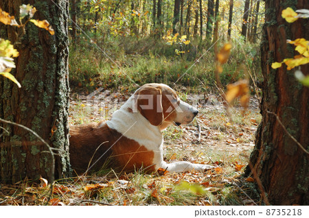 Resting dog 8735218
