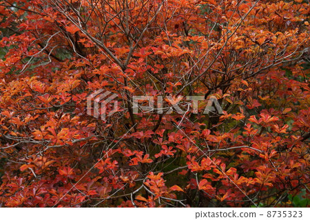 秋天 8735323